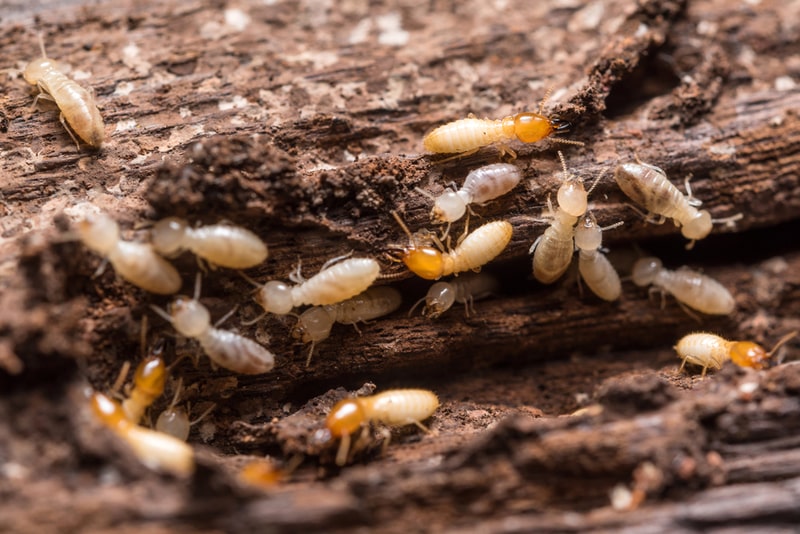 Are termites harmful to humans?